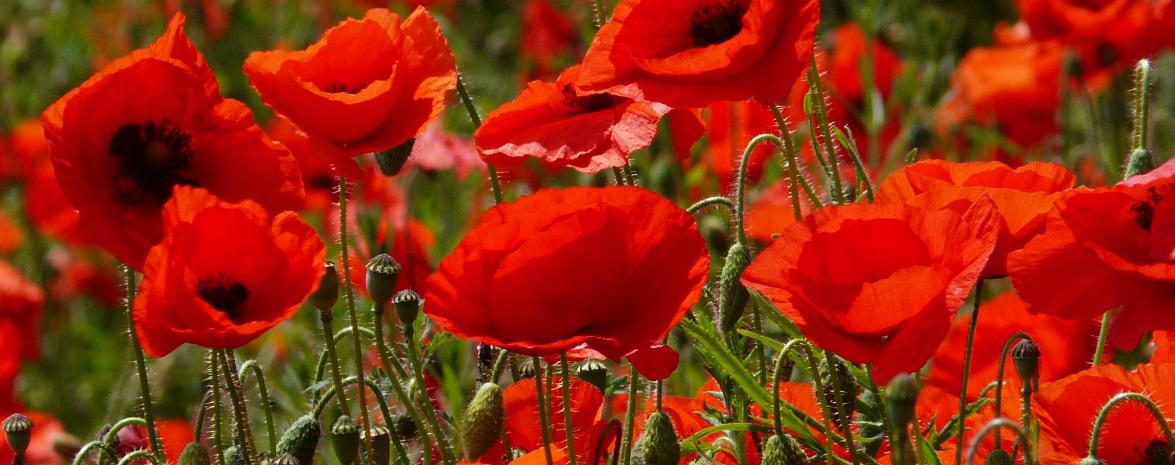 Roter Mohn